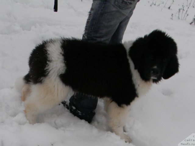 Фотография № 82018