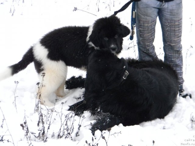 Фотография № 82019