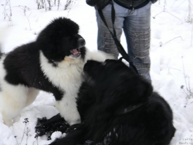Фото: ньюфаундленд CHinzano Asti ot Sibirskogo Medvedya (Чинзано Асти от Сибирского Медведя), ньюфаундленд Potap YUniter (Потап Юнитер)