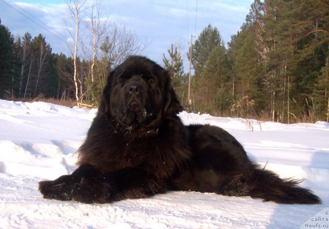 Фото: ньюфаундленд Akvatoriya Kelvin Koroleva Margo (Акватория Келвин Королева Марго)