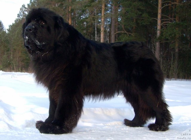 Фото: ньюфаундленд Akvatoriya Kelvin Koroleva Margo (Акватория Келвин Королева Марго)