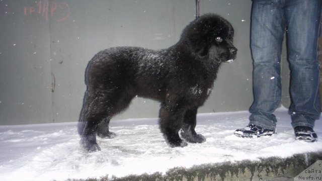 Фото: ньюфаундленд Dyurbahler Klab Villaj Dyubef (Дюрбахлер Клаб Виллаж Дюбеф)