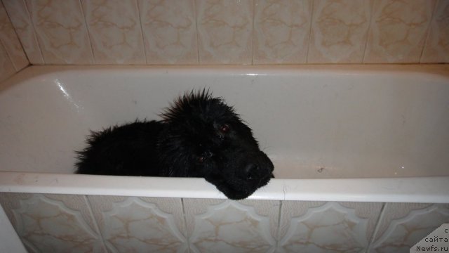 Фото: ньюфаундленд Dyurbahler Klab Villaj Dyubef (Дюрбахлер Клаб Виллаж Дюбеф)