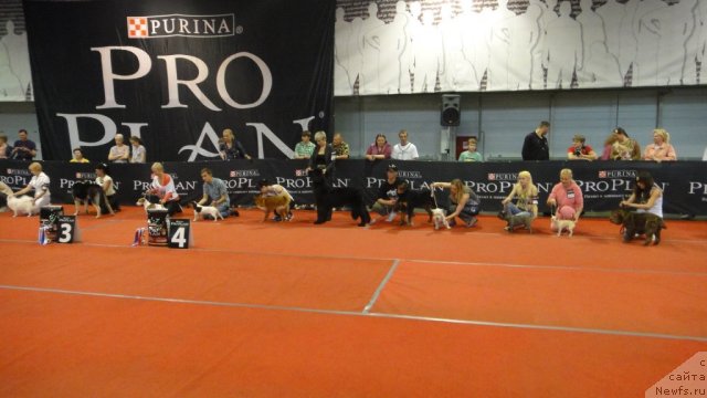 Фото: ньюфаундленд Dyurbahler Klab Villaj Dyubef (Дюрбахлер Клаб Виллаж Дюбеф)