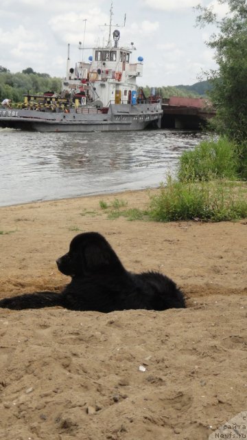 Фото: ньюфаундленд Dyurbahler Klab Villaj Dyubef (Дюрбахлер Клаб Виллаж Дюбеф)