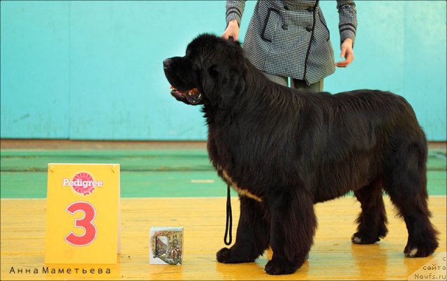 Фотография № 82070