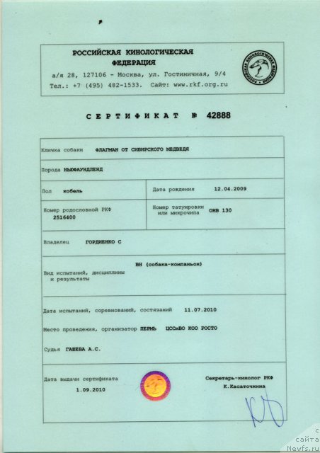Фото: ньюфаундленд Flagman ot Sibirskogo Medvedja (Флагман от Сибирского Медведя)