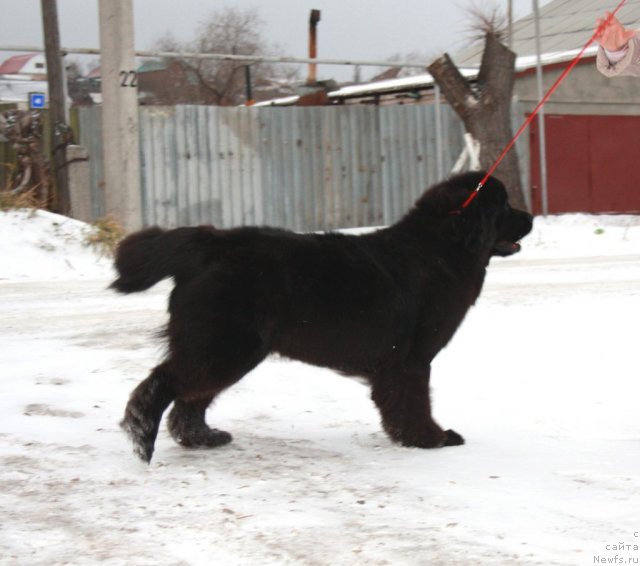 Фотография № 82088