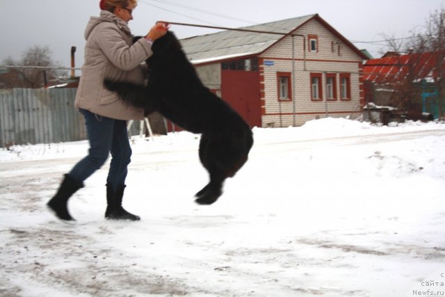 Фотография № 82090