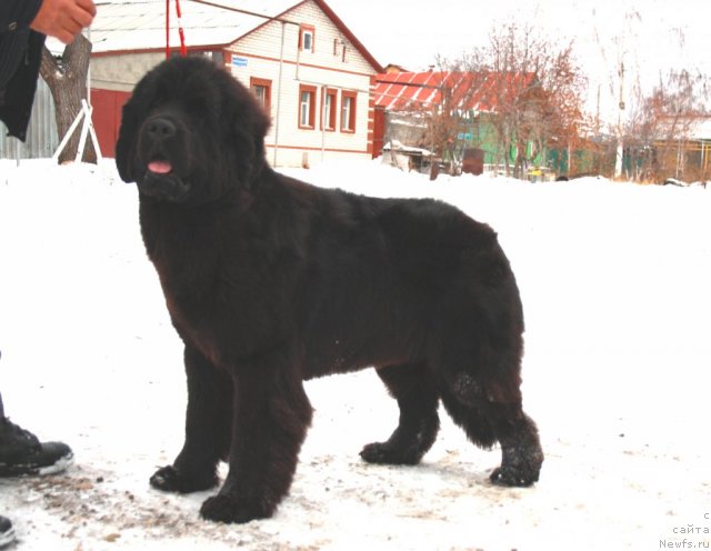 Фотография № 82092