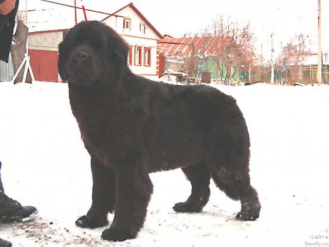 Фотография № 82093