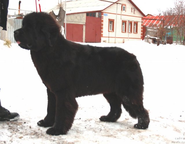 Фото: ньюфаундленд N'yufort Bay'yu Tiana (Ньюфорт Бай'ю Тиана)