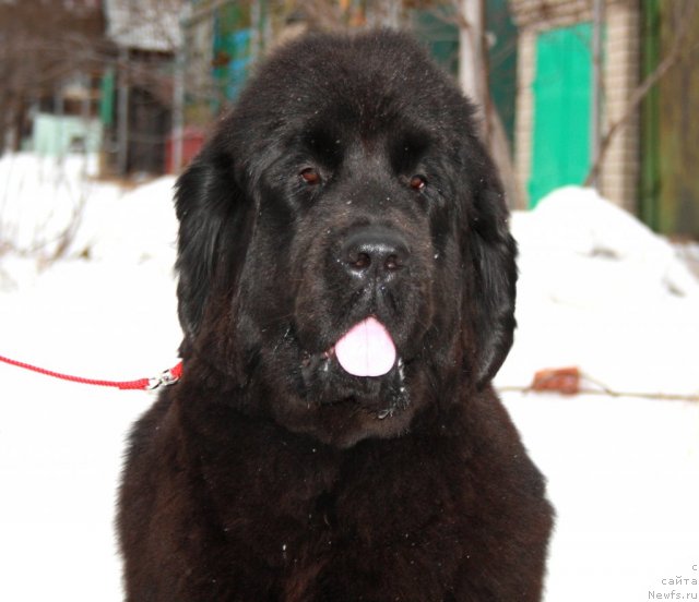 Фотография № 82095