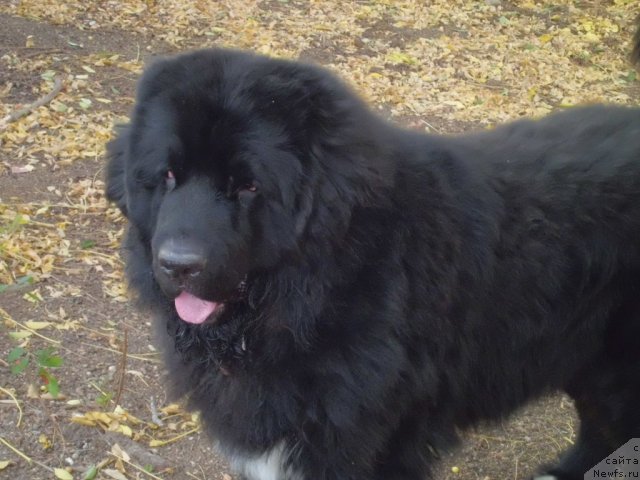 Фото: ньюфаундленд Pitern'yuf CHao-Kakao (Питерньюф Чао-Какао)