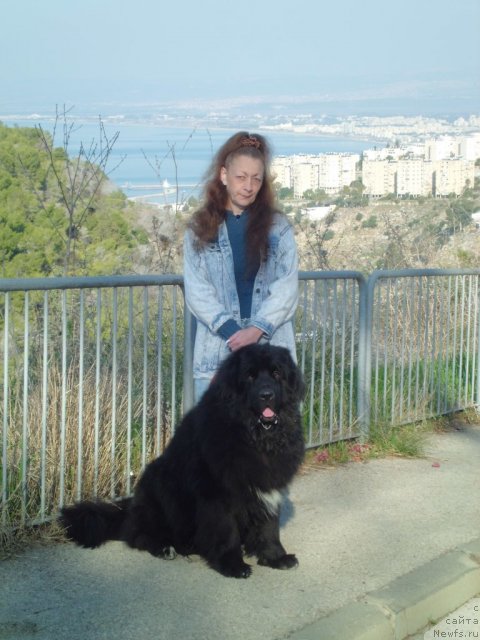 Фото: ньюфаундленд Pitern'yuf CHao-Kakao (Питерньюф Чао-Какао), Lina Troyanskaya (Лина Троянская)