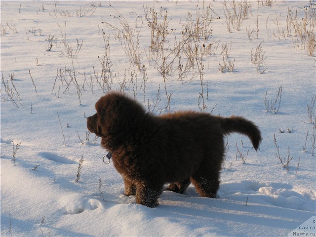 Фото: ньюфаундленд Fakturnyi Frukt s Berega Dona (Фактурный Фрукт с Берега Дона)