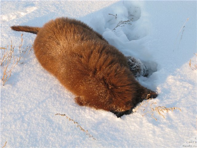 Фото: ньюфаундленд Fakturnyi Frukt s Berega Dona (Фактурный Фрукт с Берега Дона)