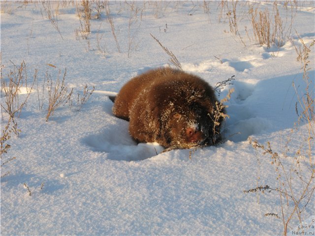 Фото: ньюфаундленд Fakturnyi Frukt s Berega Dona (Фактурный Фрукт с Берега Дона)