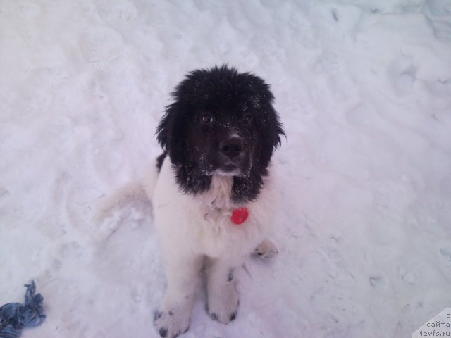 Фото: Valeriya Spiridonova (Валерия Спиридонова), ньюфаундленд CHaruyuschaya Vzglyadom ot Sibirskogo Medvedya (Чарующая Взглядом от Сибирского Медведя)