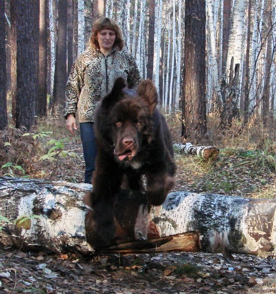 Фото: ньюфаундленд Obush SHed YAntarnyiy Poceluy (Обуш Шед Янтарный Поцелуй), Svetlana Panchenko (Светлана Панченко)