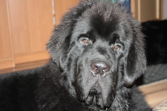 Фото: ньюфаундленд Beguschaya po Volnam Zero Kool (Бегущая по Волнам Зеро Коол)