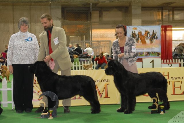 Фото: ньюфаундленд Aquatoriya Kelvin Kadril (Акватория Келвин Кадриль)