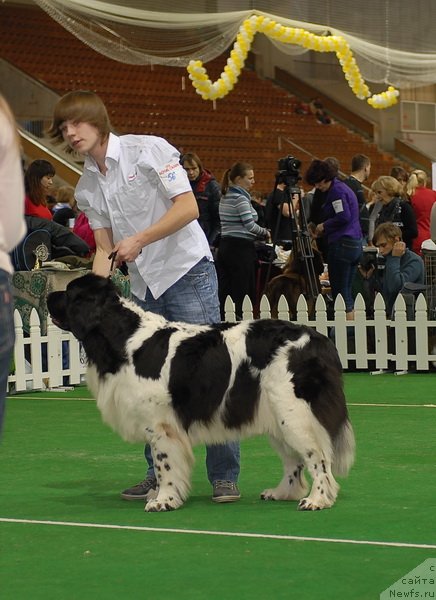 Фото: ньюфаундленд Daanich Schetsinskaya Dushechka (Даанич Щецинская Душечка)