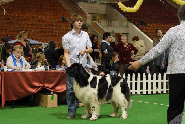 Фото: ньюфаундленд Daanich Schetsinskaya Dushechka (Даанич Щецинская Душечка)