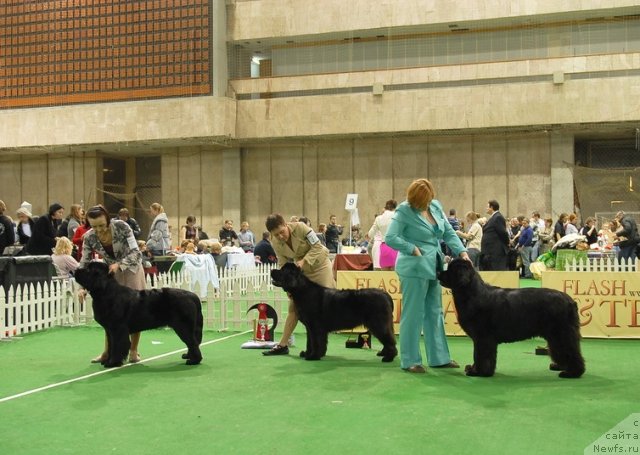 Фотография № 82155