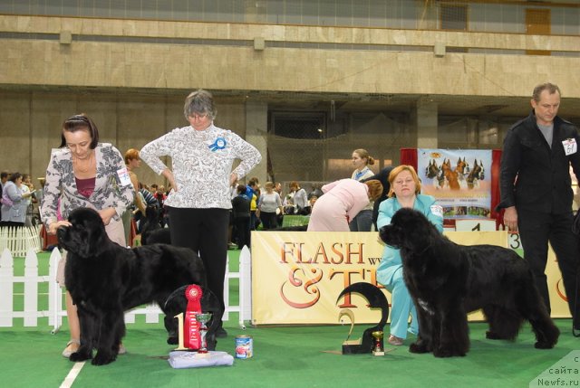 Фото: ньюфаундленд Beguschaya po Volnam Hand Made (Бегущая по Волнам Ханд Маде), ньюфаундленд Sent Djons Rose for Me (Сент Джонс Роуз фо Ми)