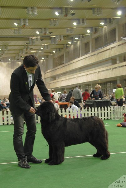 Фото: ньюфаундленд Skippers Only You for Smigar