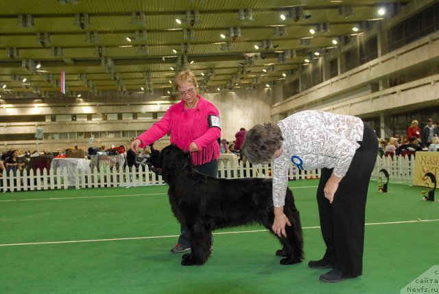 Фото: ньюфаундленд Mag Ispolin Lira Lyubvi (Маг Исполин Лира Любви)