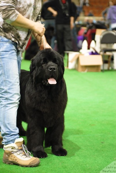 Фотография № 82189