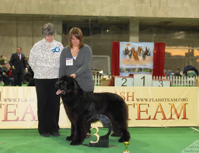 Фото: ньюфаундленд Midnight Lady's All You Need (Midnight Lady's All You Need)