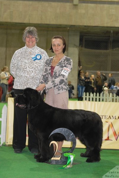 Фото: ньюфаундленд Beguschaya po Volnam Vsya Takaya Rastakaya (Бегущая по Волнам Вся Такая Растакая)