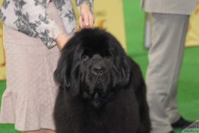 Фотография № 82216