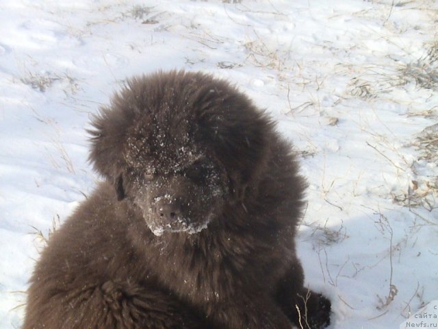 Фото: ньюфаундленд Akvatoriya Kelvin Selebreyshn (Акватория Келвин Селебрейшн)