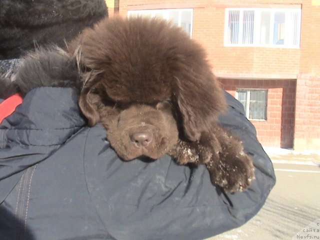 Фото: ньюфаундленд Akvatoriya Kelvin Selebreyshn (Акватория Келвин Селебрейшн)