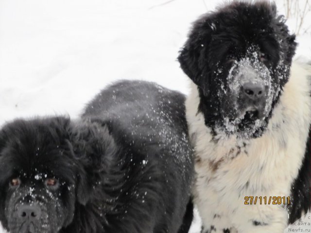 Фото: ньюфаундленд Ih Vyisochestvo Vladlena Madjiks (Их Высочество Владлена Маджикс), ньюфаундленд Super Bizon Ekaterinburg (Супер Бизон Екатеринбург)