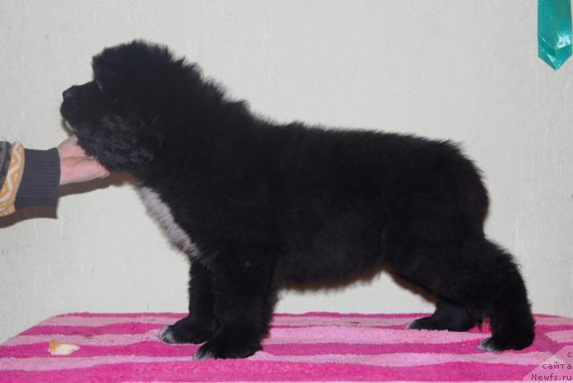 Фото: ньюфаундленд Sent Djons Orhideya Noir (Сент Джонс Орхидея Ноир)