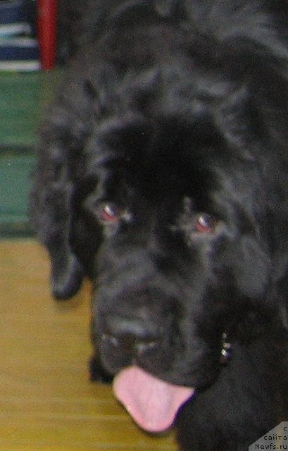 Фото: ньюфаундленд O'Genri Laskovyiy Moy iz Tihogo Omuta (О'Генри Ласковый Мой из Тихого Омута)