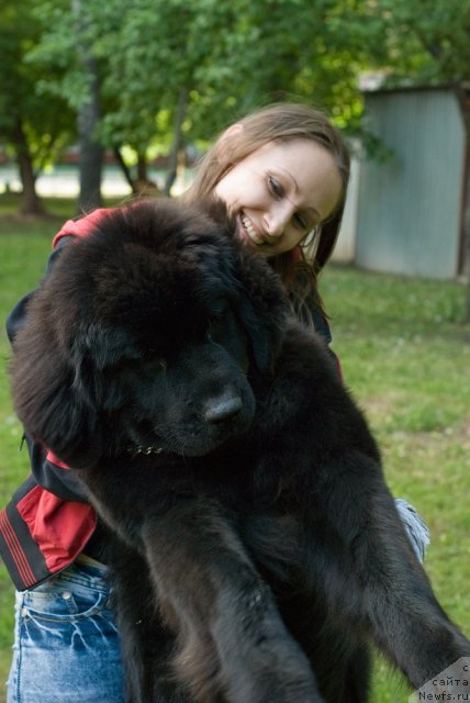 Фото: ньюфаундленд Dyurbahler Klab Villaj Dyubef (Дюрбахлер Клаб Виллаж Дюбеф)