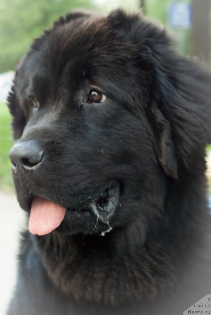 Фото: ньюфаундленд Dyurbahler Klab Villaj Dyubef (Дюрбахлер Клаб Виллаж Дюбеф)