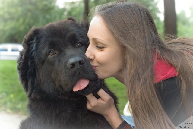 Фото: ньюфаундленд Dyurbahler Klab Villaj Dyubef (Дюрбахлер Клаб Виллаж Дюбеф)