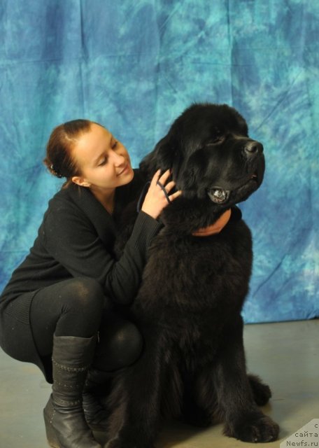 Фото: ньюфаундленд Aquatoriya Kelvin Kilimandzharo (Акватория Келвин Килиманджаро)