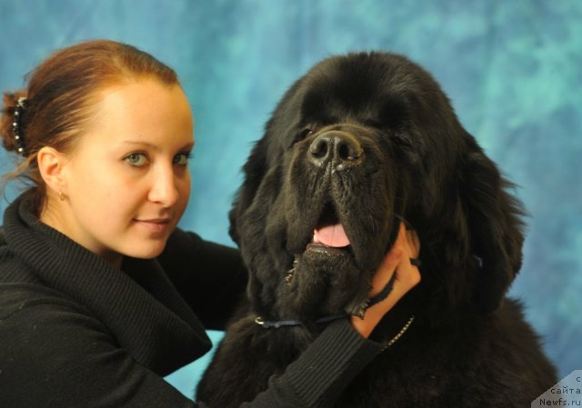 Фото: ньюфаундленд Aquatoriya Kelvin Kilimandzharo (Акватория Келвин Килиманджаро)