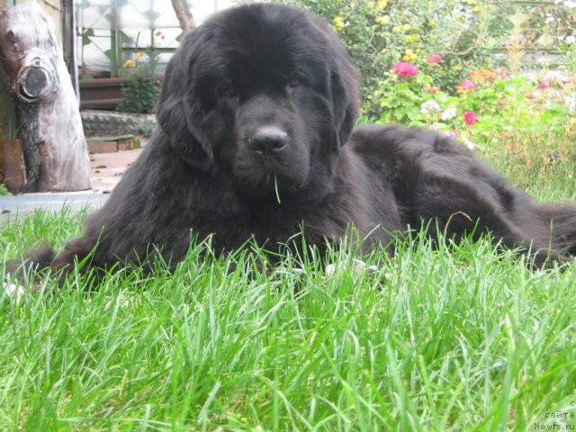 Фото: ньюфаундленд Porsche Cayene (Порш Кайен)