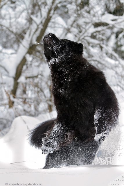 Фото: ньюфаундленд Pchiolkin Dom Veniamin (Пчёлкин Дом Вениамин)