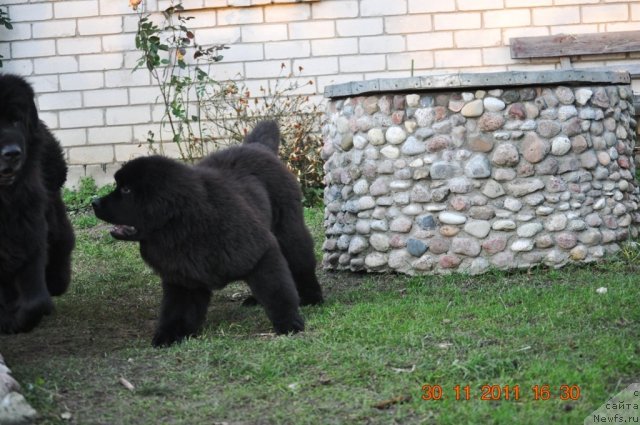 Фото: ньюфаундленд Zvezdnij Dar Afrodita (Звездный Дар Афродита)