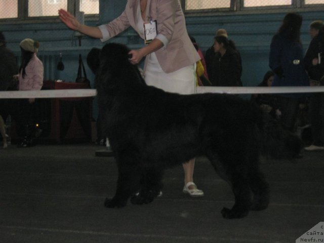 Фото: ньюфаундленд YA Krepkiy Oreshek ot Marleon Dusvik (Я Крепкий Орешек от Марлеон Дусвик)